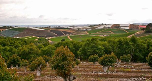 Mraz Family Farms provides a stunning backdrop for O'side Feast. Photo: Louie Hayward