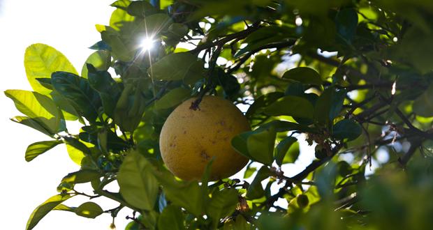 New Website Links People with Spare Fruit to Groups Feeding Hungry Residents