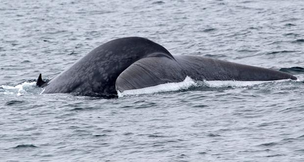 Photo courtesy: Joe Tripiciano/Oceanside Adventures