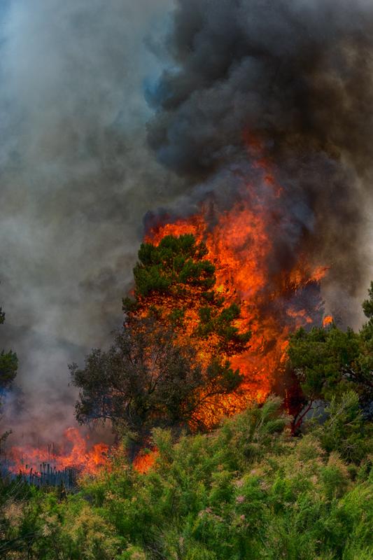 Fire Burns More than 50 Acres North of Oceanside-Updated