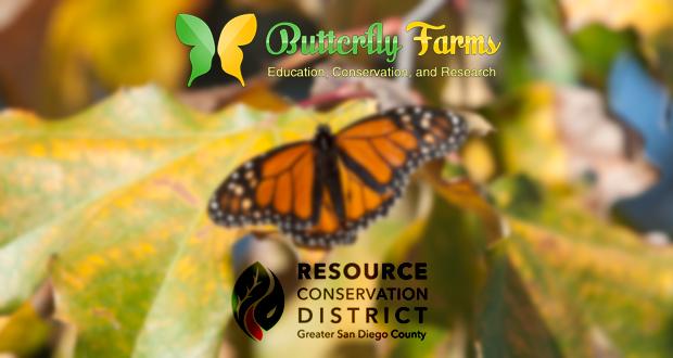 Local+Non-Profit+to+Host+Monarch+Butterfly+%E2%80%9CTag-and-Release%E2%80%9D+Event+in+Encinitas