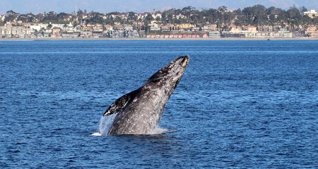 (Photo courtesy: Oceanside Whale Watching.com)