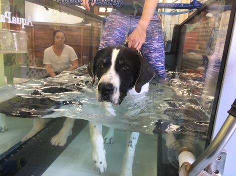 Stu Journey- A Dog's Tale