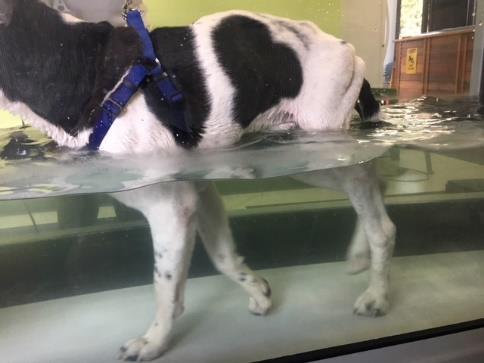 Stu Journey- A Dog's Tale