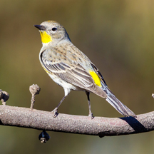 Protect birds from hitting your home's windows using decals and foliage. (StatePoint)