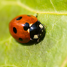 Ladybug. (Michel Bosma, Unsplash)