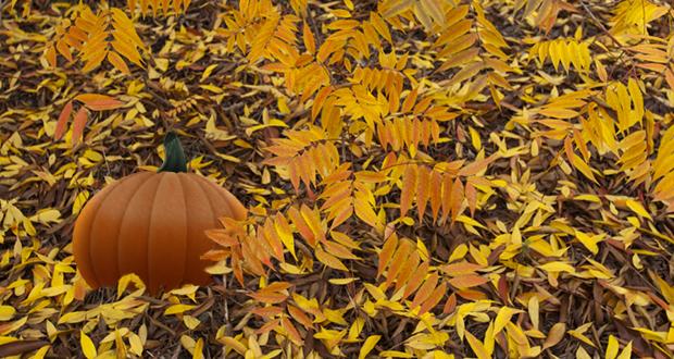 Pumpkin Patch Storytimes at the Oceanside Public Library