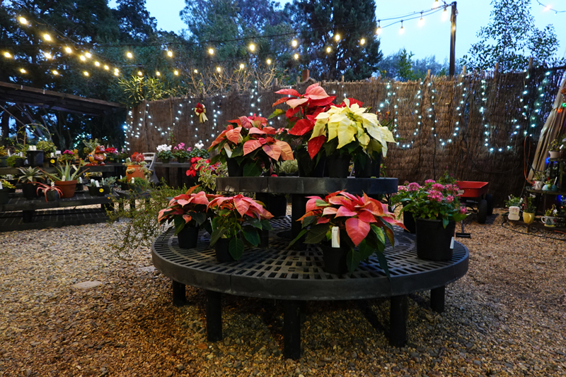 A Visit to the San Diego Botanic Garden 'Garden of Lights'