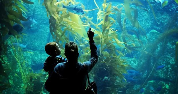 Birch Aquarium (Photo courtesy: San Diego Museum Council)