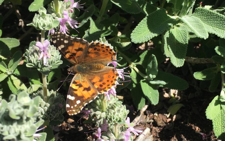 A painted lady butterfly rests on a native sage plant in the front yard of an Encinitas home on Thursday, March 14. (Photo by Roman S. Koenig, North Coast Current)