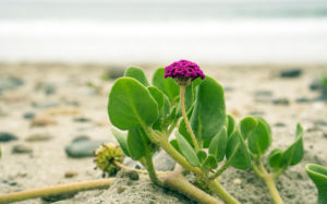 Native plants are taking root and flowering in the recently completed Cardiff State Beach Living Shoreline project in Encinitas. (California State Parks photo)