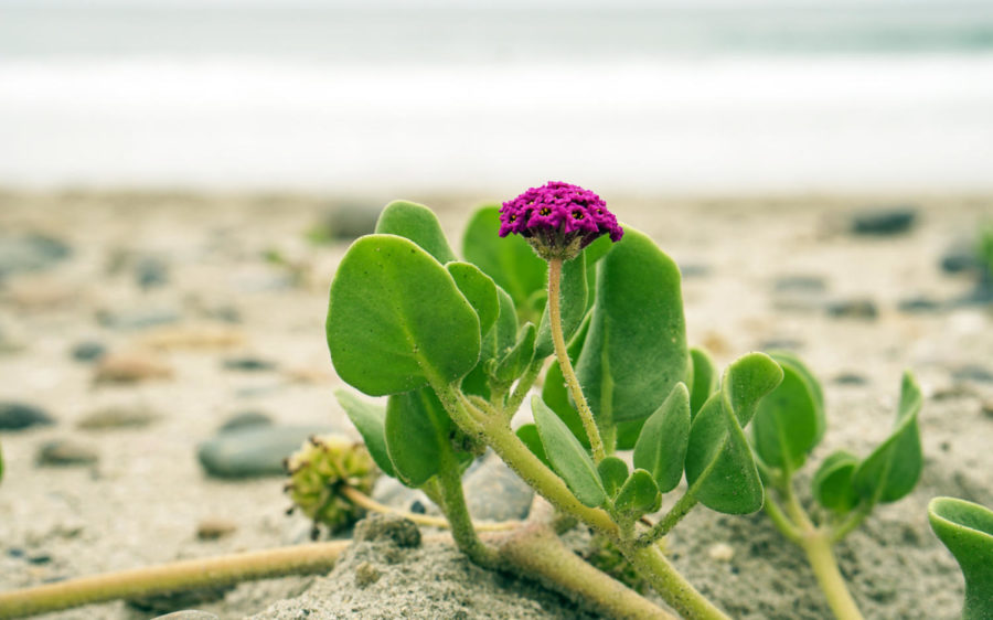 Native+plants+are+taking+root+and+flowering+in+the+recently+completed+Cardiff+State+Beach+Living+Shoreline+project+in+Encinitas.+%28California+State+Parks+photo%29