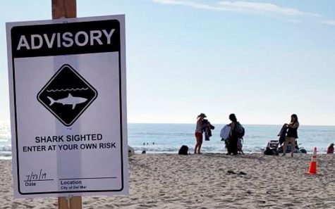 Encinitas, Del Mar post shark advisories at local beaches