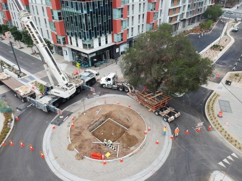 Crews prepare a native oak tree for placement in its new home the morning of Aug. 12 at the North City project in San Marcos. The tree was moved from its original spot nearby. (North City courtesy photo)