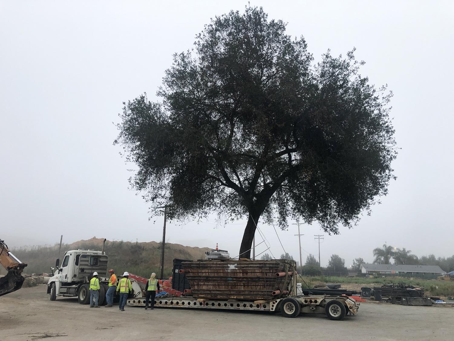 Old San Marcos oak now a centerpiece of new North City neighborhood