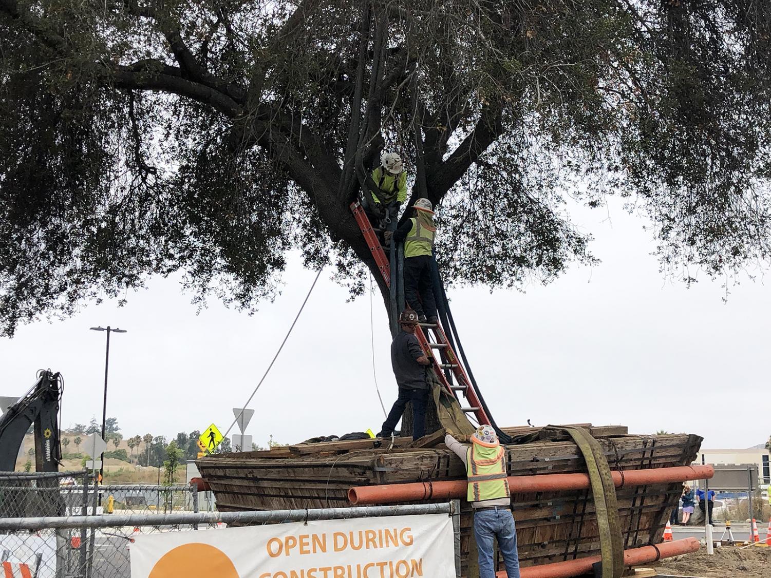 Old San Marcos oak now a centerpiece of new North City neighborhood