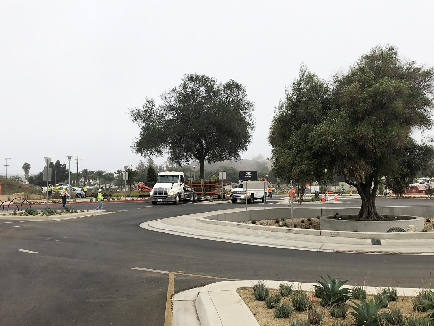 Old San Marcos oak now a centerpiece of new North City neighborhood