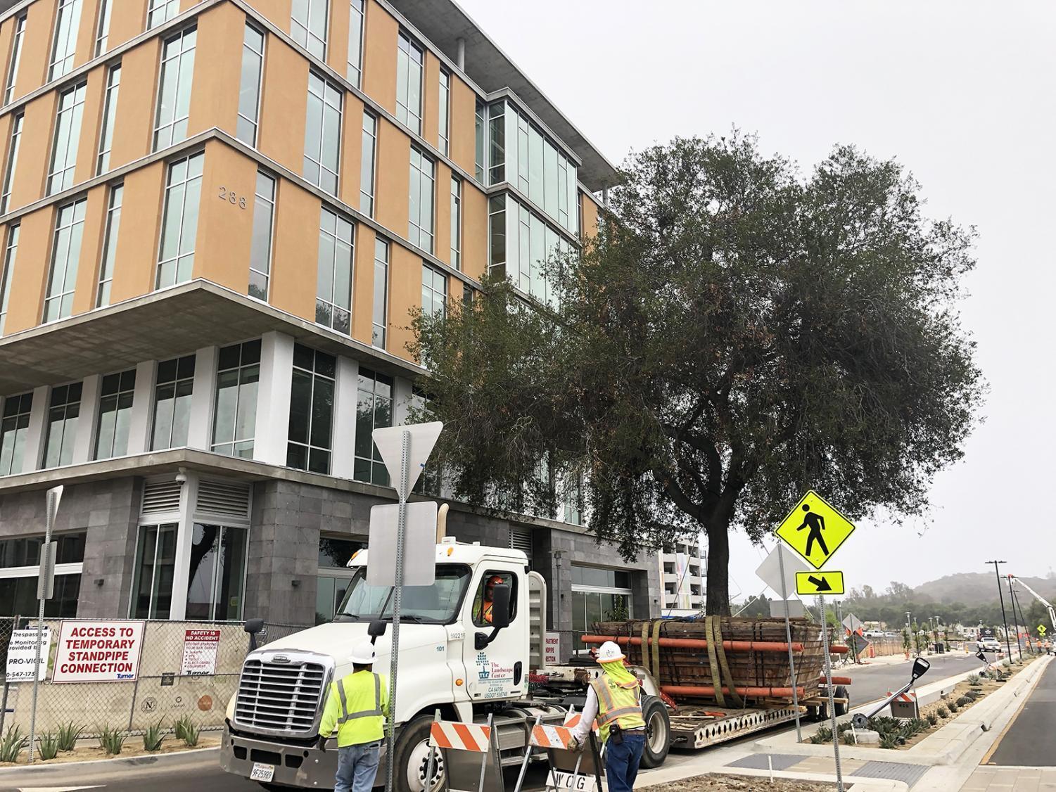 Old San Marcos oak now a centerpiece of new North City neighborhood