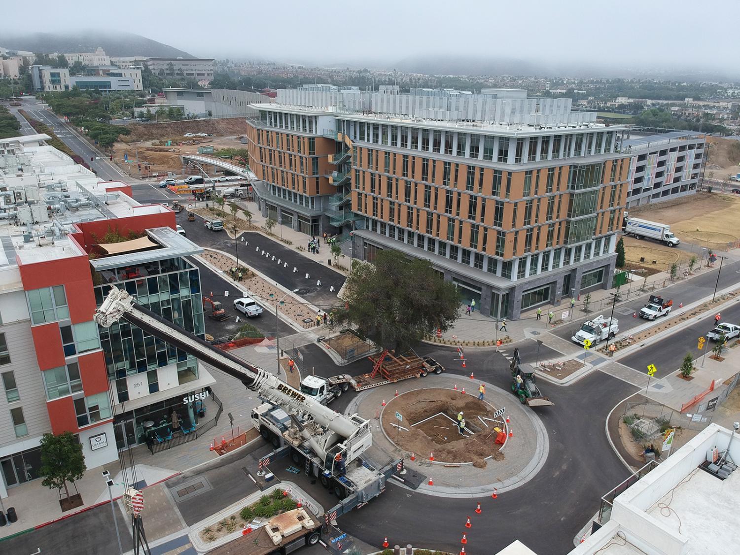 Old San Marcos oak now a centerpiece of new North City neighborhood