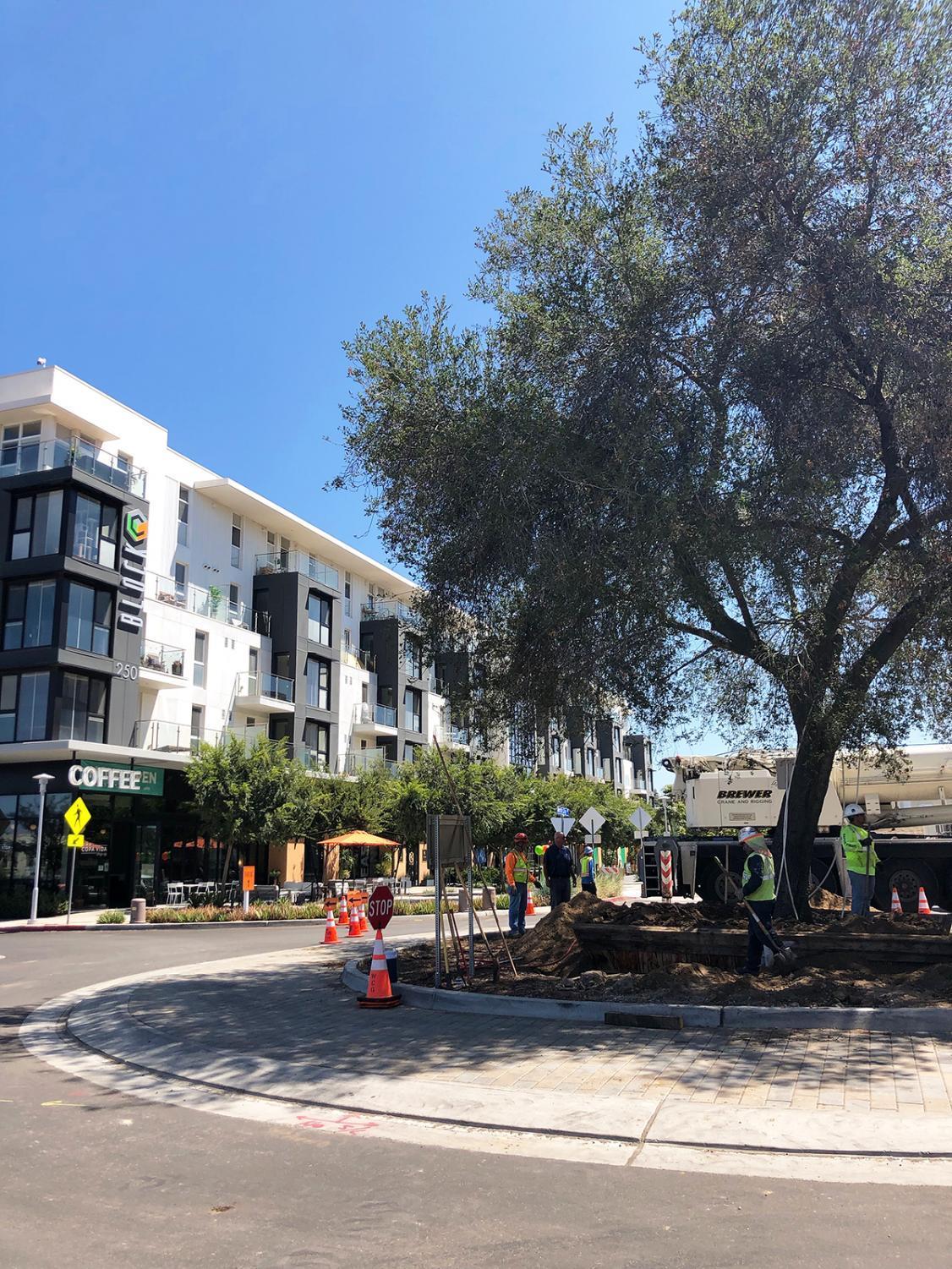 Old San Marcos oak now a centerpiece of new North City neighborhood
