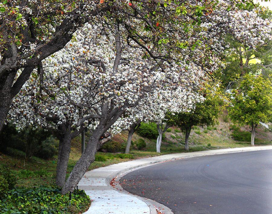 The trees in this Oceanside, Calif. neighborhood are already in bloom on Sunday, Feb. 2, 2020. (Duncan Payton-Mortaloni)