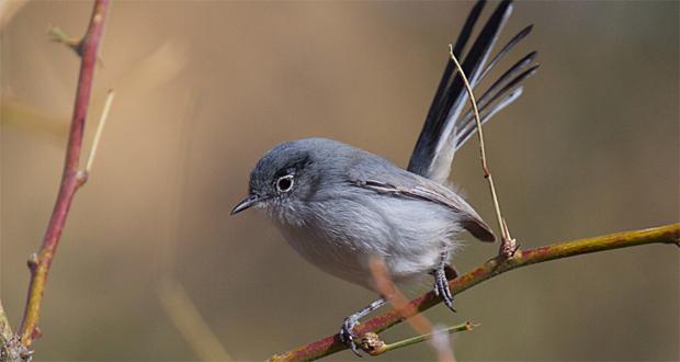 Gnatcatcher (Photo courtesy: City of Carlsbad)