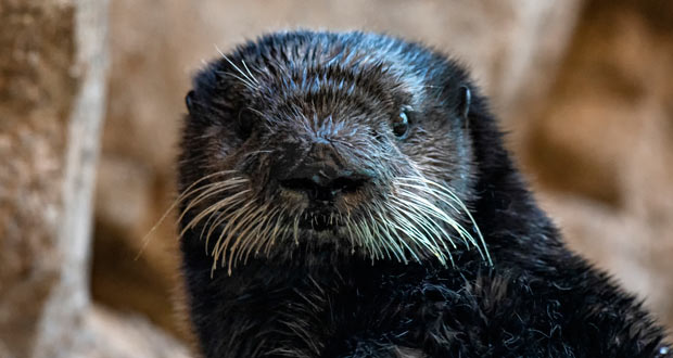 (Photo courtesy: SeaWorld San Diego)