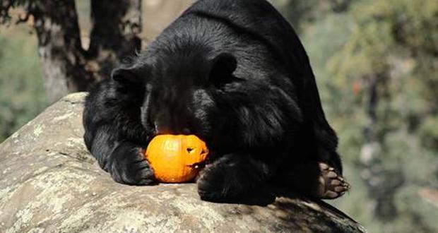 bear with face inside pumpkin