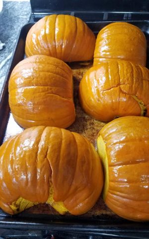 Roasted pumpkins are ready to puree for homemade pumpkin pie. (Photo by Laura Woolfrey Macklem)