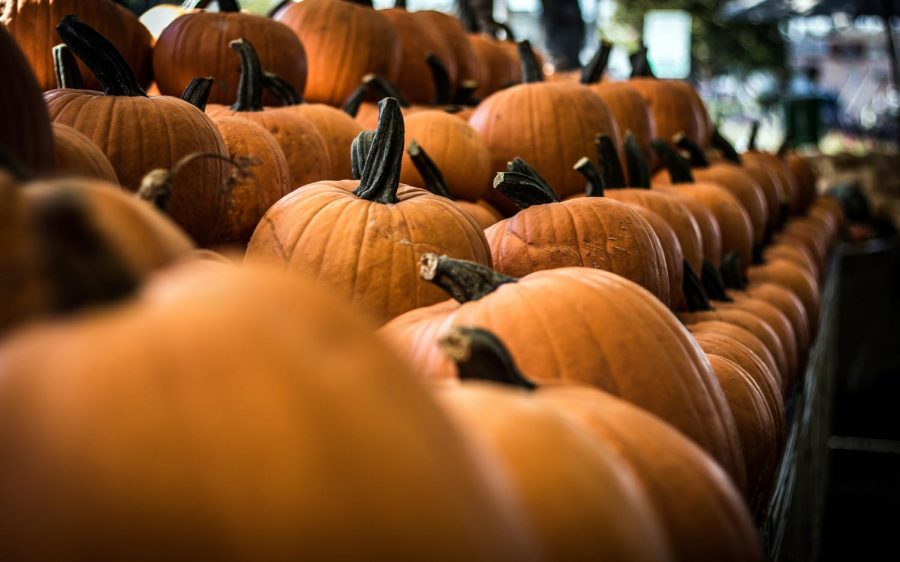 Pumpkins. (Photo by Freddie Collins, Unsplash)