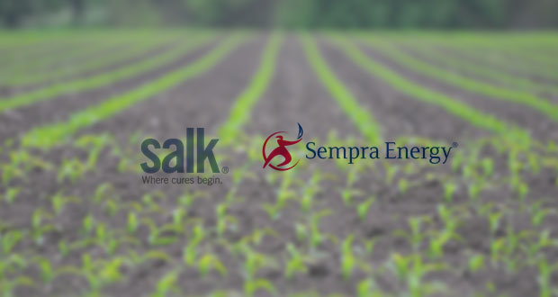 Salk Institute and Sempra Energy Announce Project to Advance Plant-based Carbon Capture and Storage Research