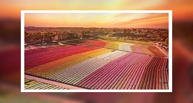 Stop, Stay and Smell the Ranunculus - Carlsbad Resorts Welcome Visitors to Blooming Flower Fields