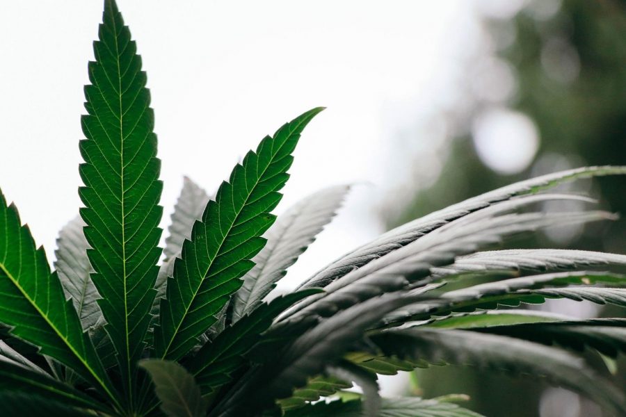 Marijuana plants. (Photo by Elsa Olofsson, cbdoracle.com via Unsplash)