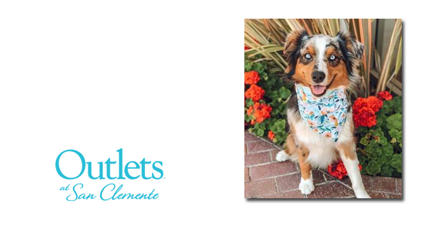 Australian Shepherd “Marley Blue” Becomes Outlets at San Clemente’s Ultimutt Ambassador on National Pet Day
