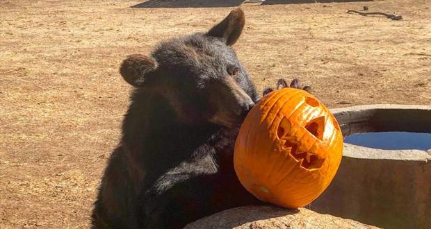 Lions Tigers & Bears Hosts Annual Halloween Spooky Campover and Pumpkin Bash Events