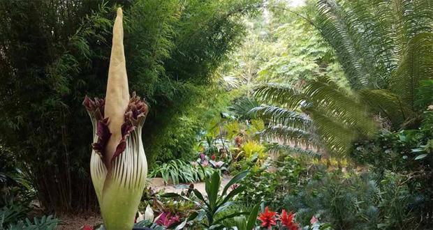 Before bloom (Photo courtesy SD Botanic Garden)