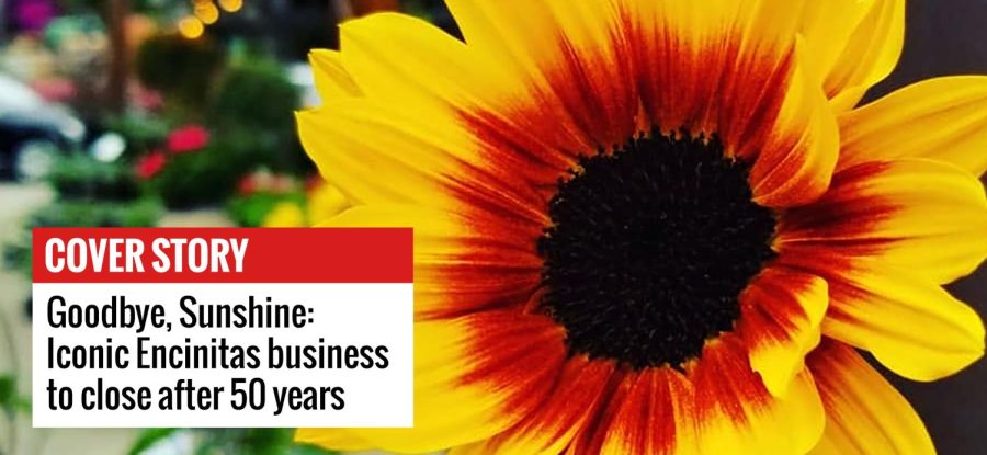 A sunflower is on display at Sunshine Gardens in Encinitas on May 28, 2021. The longtime garden shop is closing after 50 years. (Sunshine Gardens photo)