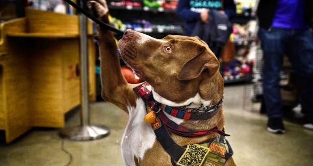 Moose from Shelter to Soldier, Inc (Photo: Carolyne Corelis for Petco Love)