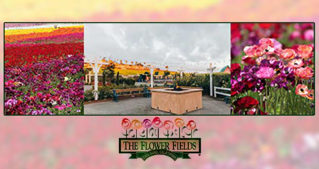Iconic Flower Fields at Carlsbad Ranch Beckons Locals and Travelers to “Escape Into Color"