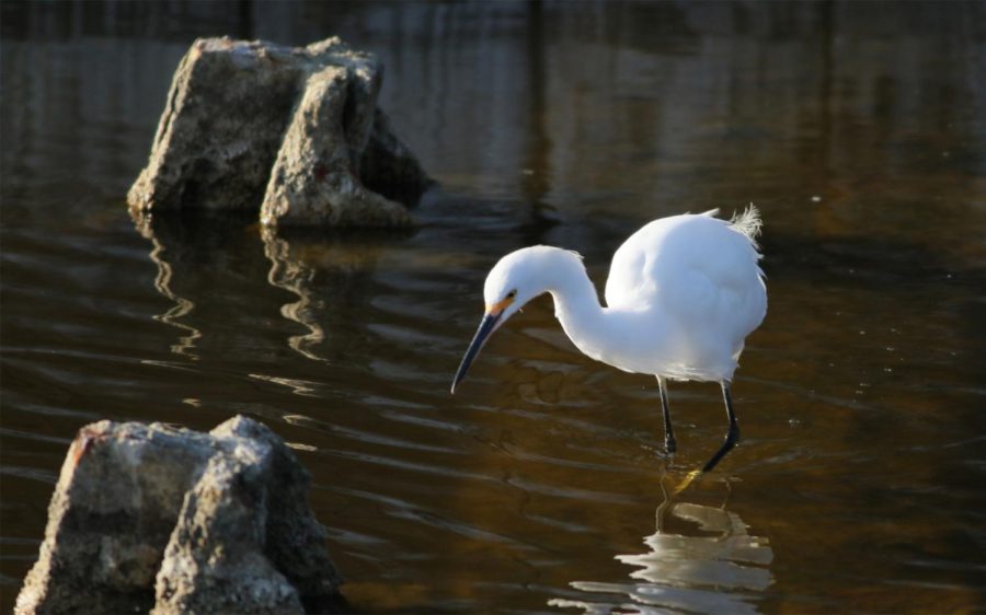 Buena Vista Lagoon in Carlsbad. (Courtesy photo)