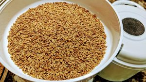 Grains ready to be prepared for milling and baking. (Photo by Laura Woolfrey Macklem)