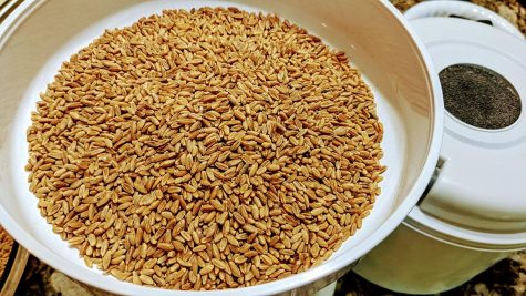 Grains ready to be prepared for milling and baking. (Photo by Laura Woolfrey Macklem)