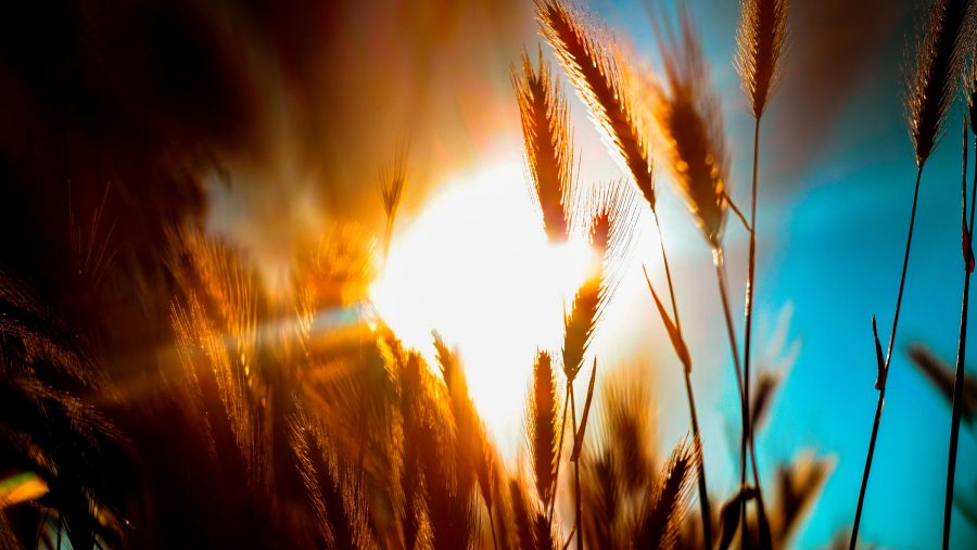 Wheat. (Photo by Hikmet via Unsplash)