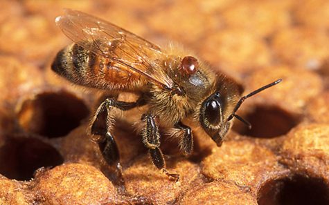 This photo shows a honeybee with a Varroa mite on it. (USDA photo)