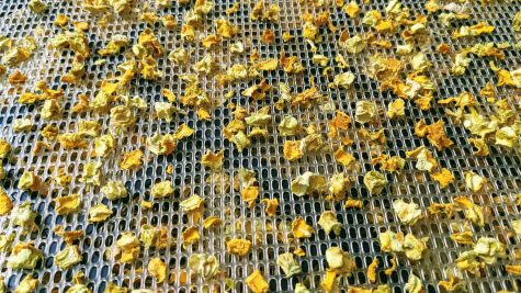 Squash cubes, dehydrated. (Photo by Laura Woolfrey Macklem)