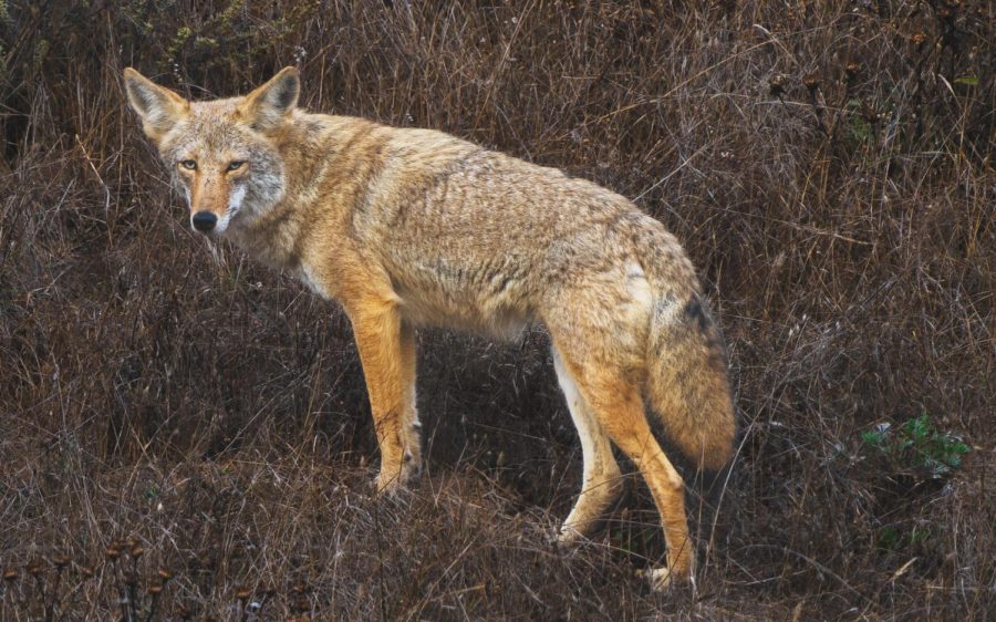 A coyote is pictured at Point Reyes National Seashore in October 2021. (Photo by YS via Unsplash)