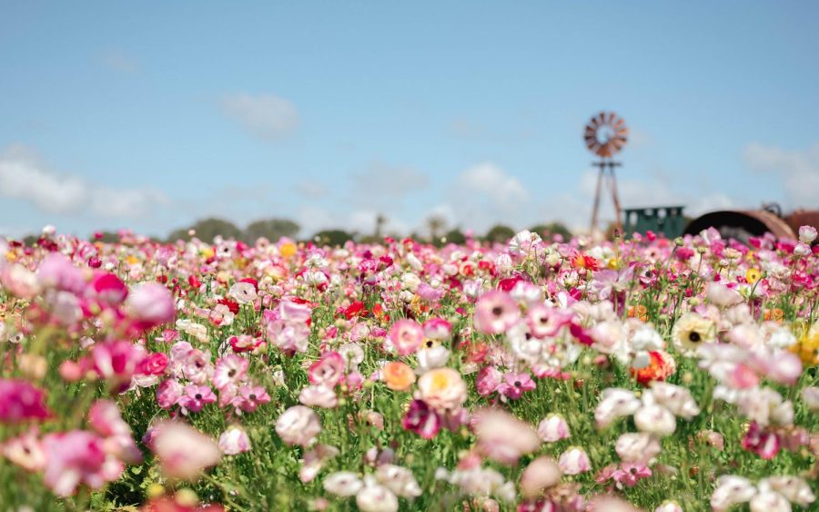 The Flower Fields at Carlsbad are pictured in March 2022. (Photo by Samantha Fortney via Unsplash)