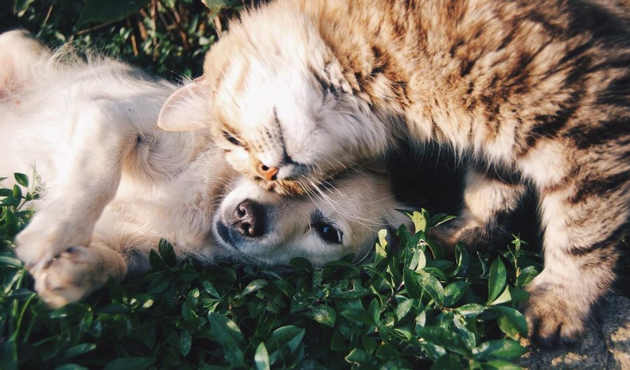 Pets. (Photo by Krista Mangulsone via Unsplash)