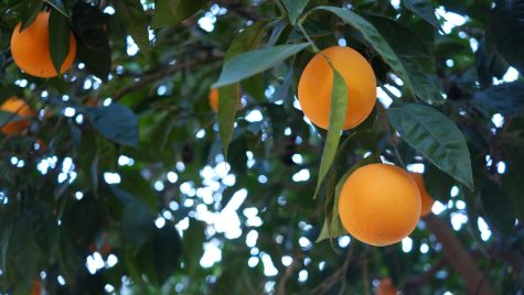 Oranges ripen on a tree in a San Diego grove, pictured Jan. 30, 2020. (Photo by MoJoStudio, iStock Getty Images)