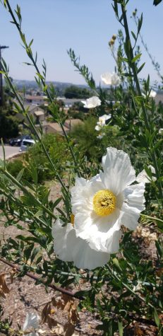 Consciously placed native plants, such as these Coulter’s Matilija poppies, can yield colorful gardens and provide homeowners, municipalities and businesses with maintenance and water savings. (Kelly Green Native Landscape photo)